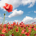 Australia’s Tall Poppy Problem Starts in the Classroom