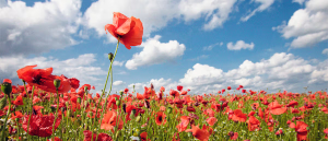 Read more about the article Australia’s Tall Poppy Problem Starts in the Classroom
